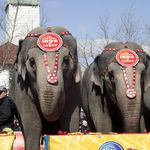 Elephants in Brooklyn, in 2013<br/>